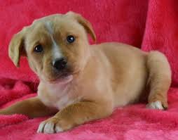 If you are thinking about getting a labrador puppy we have some great articles, tips and advice for you. Mini Aussie Golden Lab Mix Puppies For Sale In Spokane Washington Classified Americanlisted Com