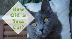 How old is your cat according to this formula? How Old Is A Cat In Human Years Fluffy Kitty