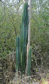 Image result for Cereus jamacaru