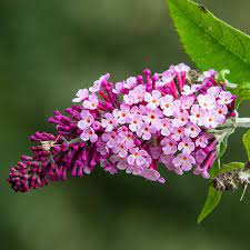 Spring Hill Nurseries 1 Quart Pink Flowering Perfect Pyramid Butterfly Bush Flowering Shrub In Pot Lowes Com Spring Hill Nursery Butterfly Bush Flowering Shrubs
