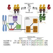 Bioethics are concerned with the ethical questions that arise in the relationships among life sciences, biotechnology, medicine and medical ethics, politics, law, theology and phi Bub1 And Cenp U Primed By Cdk1 Are The Main Plk1 Kinetochore Receptors In Mitosis Sciencedirect