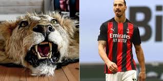 Ibrahimovic has certainly always been an outspoken character, unafraid to let the world know how he is like the image of the angel zlatan, the lion is a leitmotif in many of his public pronouncements. Ac Milan Zlatan Ibrahimovic Accused Of Shooting A Lion In South Africa And Importing His Skull As A Trophy Football24 News English