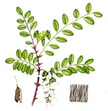 Image result for Robinia pseudo-acacia