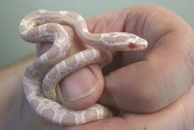 Baby Black And White Corn Snake Albino Corn Snake 3 I Want One With Images Corn Snake Pet Snake Snake