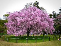 Flowering cherry trees for sale flowering cherry trees or cherry blossom trees, are one of the most regularly planted trees in the uk and it's easy to see why when you see them in full bloom. Buy Flowering Cherry Trees Flowering Trees For Sale The Tree Center