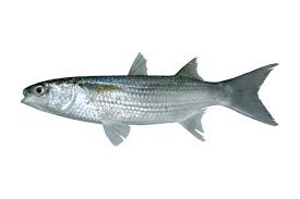 Image result for Agelanthus molleri