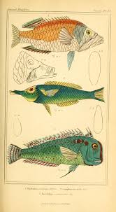 V 2 Plates The Animal Kingdom Arranged According To Its Organization Serving As A Foundation For The Natural History O Fish Illustration Fish Fish Drawings
