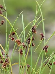 Image result for Lipocarpha micrantha