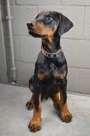 Yorkshire terrier, pinscher) e fino al 6° mese per le razze di taglia grande (es. Crescita Pinscher Tabella Del Peso Del Cucciolo Pinscher