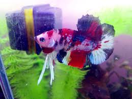 Numerous novice hobbyists are confused about a koi betta fish. Bucky The Koi Betta Getting So Beautiful Bettafish