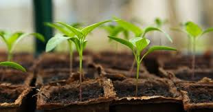 But how much is 1 inch of water in gardening terms? How Often Should I Be Watering My Outdoor Garden Plants During Spring Wales Online