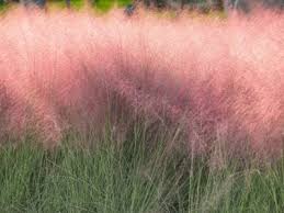 We did not find results for: Muhly Grass Care How To Grow Ornamental Muhly Grass