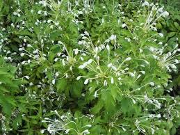 Image result for Clerodendrum fuscum