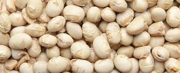 Image result for Brazzeia soyauxii