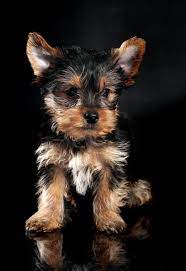 Teacup yorkie puppies for sale ,at willeta teacup yorkie home get profitable sales with healthy puppies at affordable rates, we offer a 50% discount to any puppy purchased from us within this period, also shipping is available so feel free and safe to browse through our website for more details on our puppies. How Much Do Teacup Yorkies Cost Your Dog Advisor