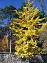 Find outdoor potted trees, shrubs, evergreen trees, deciduous trees & potted fruit trees for sale online. 10 Best Trees For Wisconsin Landscapes American Tree Experts