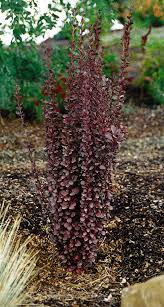 Helmond pillar barberry has attractive burgundy foliage throughout the season. Helmond Pillar Barberry Wyoming Plant Company