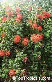 Image result for Combretum constrictum