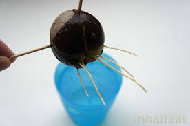 This is the end where the stem will. How To Plant An Avocado Seed To Grow A Fruitful Tree In Your Home Steemit