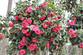 Camellia Japonica Doctor King Camellia Japonica Garden Center