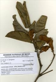 Image result for Lonchocarpus sericeus