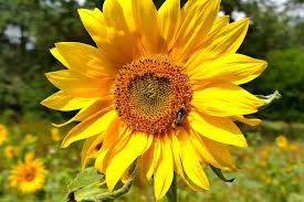 .bunga matahari.lha.kalau bungq matahari kan kuning aja ya warnanya.kalau ini isinya warna warni.hihi.cuma kelopaknya dech yang mirip.hihi. Bunga Matahari Makro Warna Warna Indah Berwarna Warni Flora Musim Panas Tanaman Bunga Kuning Tanaman Berbunga Pxfuel