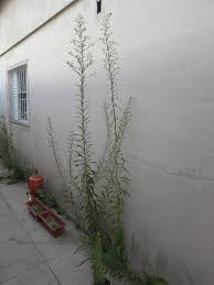 Image result for Conyza