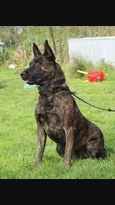 Dutch Shepherd Dutch Shepherd Dog Malinois Dog German Shepherd Dogs