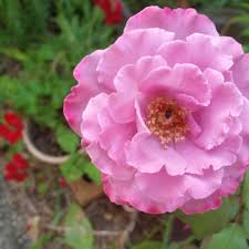 Also, unless you buy a climbing version of this rose, it is not going to grow 6' tall as the description declares it will. Rosa Angel Face Rose Angel Face In Gardentags Plant Encyclopedia