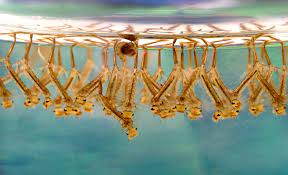 Maybe you would like to learn more about one of these? Datei Culex Sp Larvae Png Wikipedia