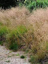 Deschampsia cespitosa семейство злаки (poaceae). Deschampsia Cespitosa Goldschleier Wald Schmiede Gunstig Kaufen