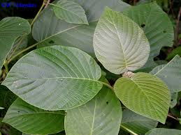 Image result for Guettarda