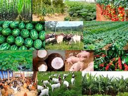 Top 30 Agribusiness Enterprises You Can Start In 2020 Become Rich Business Focus