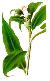 Image result for Costus afer