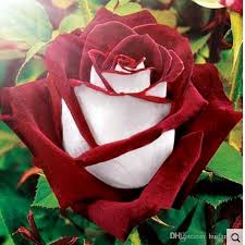 Beautiful flowers over lake lucerne and mountains background in switzerland. Beautiful Beautiful Flowers Roses Images