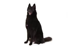 See full list on dogtime.com Belgian Sheepdog Dog Breed Information