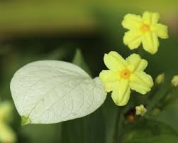 Image result for Pseudomussaenda stenocarpa