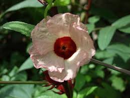 Image result for Hibiscus noldeae