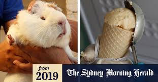 Crush or finely chop the garlic and combine with salt, cumin and pepper to create a seasoning. Guinea Pig Ice Cream A Scoop That S Hard To Swallow