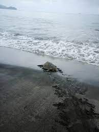 New Zealand Man Buys Turtles From Local Food Market And Releases Them Back  To The Sea