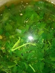 Pelbagai jenis kanser (payudara/usus/peparu/serviks/ovari/dll) sle (system lupus erythemotosus) thyroid leukimia darah tinggi kencing manis jantong masalah berkaitan. Manfaat Mengkonsumsi Daun Kelor Untuk Kesehatan Tubuh