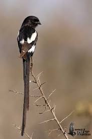 Birds Of South Africa Images Magpie Shrike South Africa South African Birds Beautiful Birds Different Birds