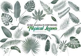 These brushes were created by rebecca when she was practicing painting. 30 Tropical Leaves Brushes For Summer Designs Tropical Leaves Summer Design Pink Trees
