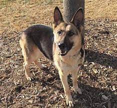 Snow Plow Pets And Animals For Sale In Denver Colorado Puppy And Kitten Classifieds Buy And Sell Kittens And Puppies Americanlisted Com