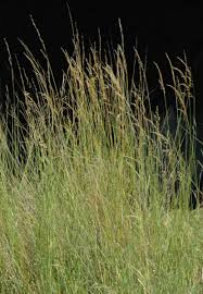 Image result for Sorghastrum stipoides