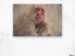 Mothers Warmth by Takeshi Marumoto - 1x