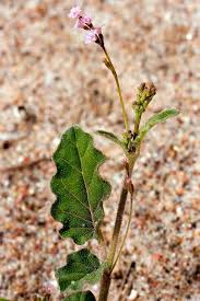 Image result for Boerhavia