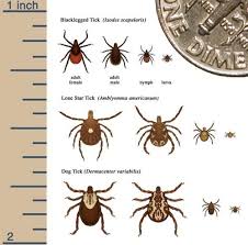 Image result for infected tick bite