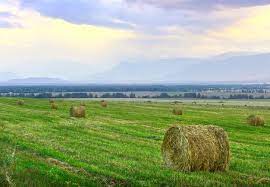 Hay Rola Na Estepe Entre As Montanhas Azuis No Nevoeiro Ceu Nublado Do Sol Siberia Russia Foto Premium