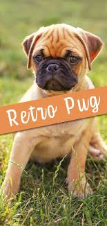 A jack russell pug mix or jug is an amazing pug mix breed with jack russell terriers, the fox hunter dog from england. Retro Pug The Healthier Version Of A Popular Breed